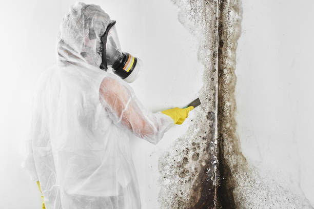 Best Office Mold Removal Services  in USA